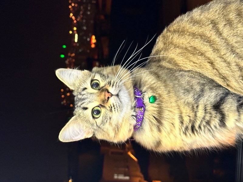 Sibirya Kedisi, Kedi  Jülide fotoğrafı