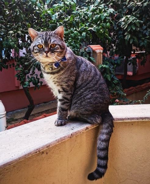 British Longhair, Kedi  Duman fotoğrafı
