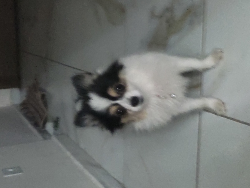Pomeranyalı, Köpek  Ravza fotoğrafı
