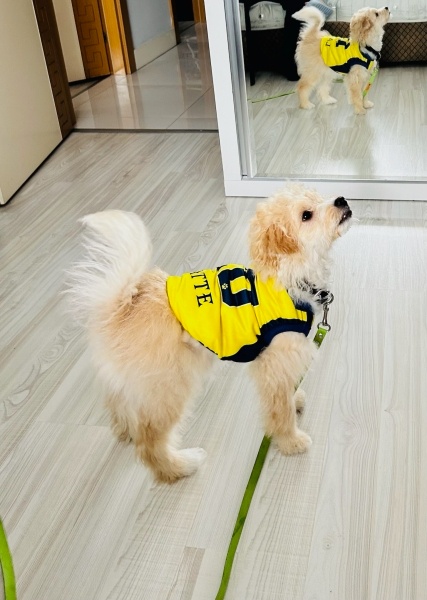 Maltese, Köpek  Latte fotoğrafı
