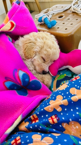 Maltese, Köpek  Latte fotoğrafı