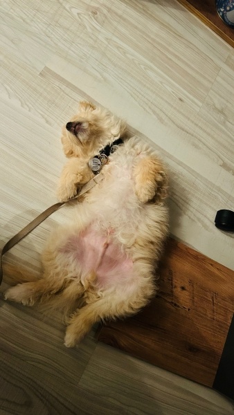 Maltese, Köpek  Latte fotoğrafı