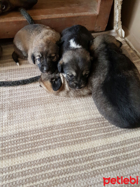 Kangal, Köpek  Kangal Yavrularımız fotoğrafı