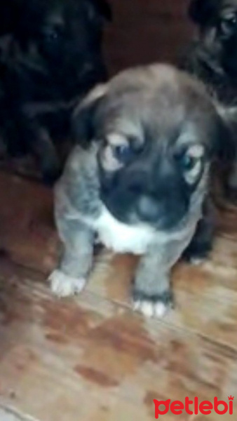 Kangal, Köpek  Kangal Yavrularımız fotoğrafı