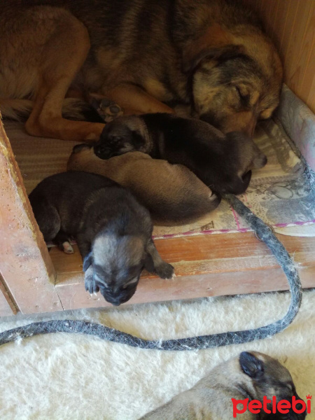 Kangal, Köpek  Kangal Yavrularımız fotoğrafı