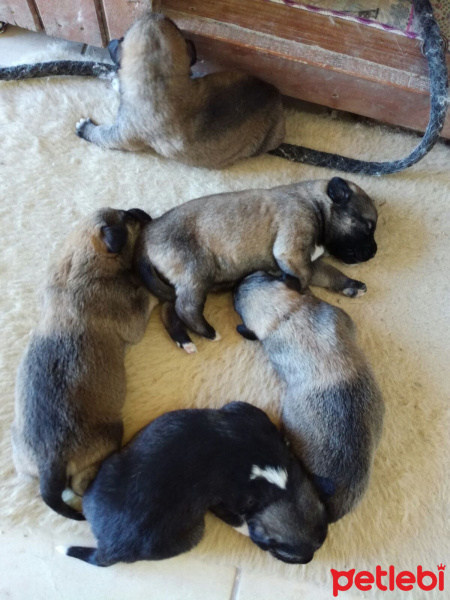 Kangal, Köpek  Kangal Yavrularımız fotoğrafı