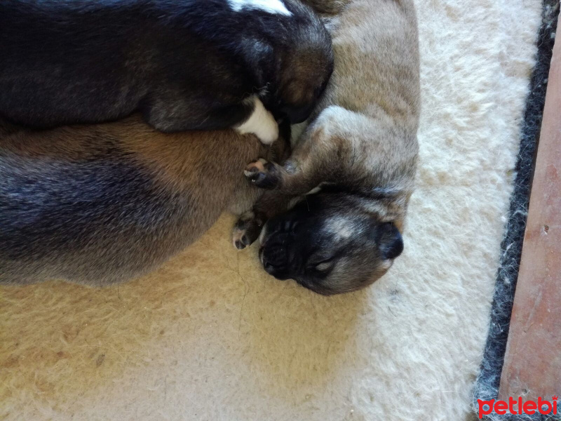 Kangal, Köpek  Kangal Yavrularımız fotoğrafı