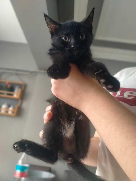 Chartreux, Kedi  Pelin fotoğrafı
