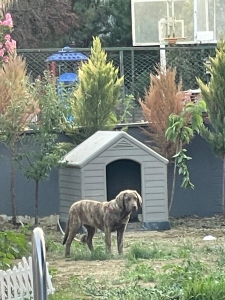 Labrador Retriever, Köpek  daisy fotoğrafı