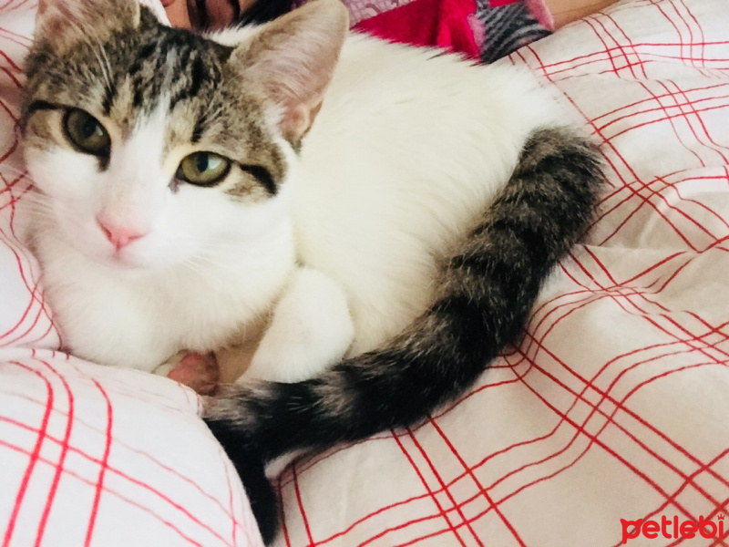 Tekir Kedi, Kedi  Pakize fotoğrafı