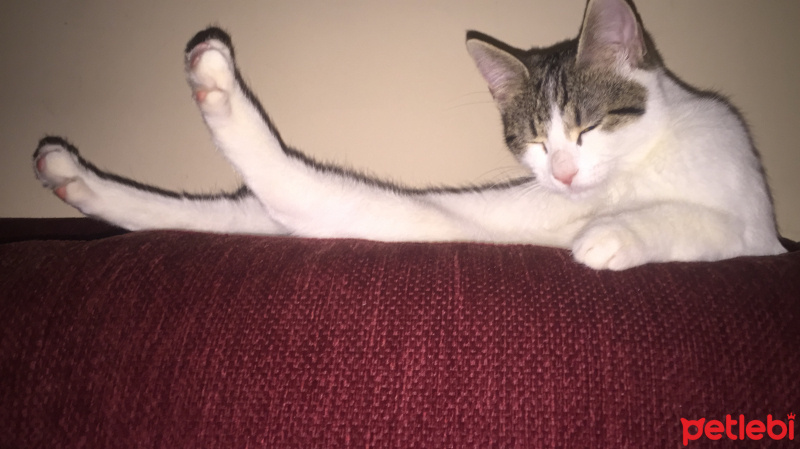 Tekir Kedi, Kedi  Pakize fotoğrafı