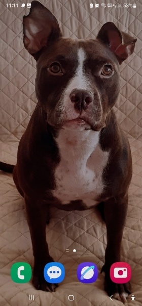 Amerikan Bulldog, Köpek  şans fotoğrafı