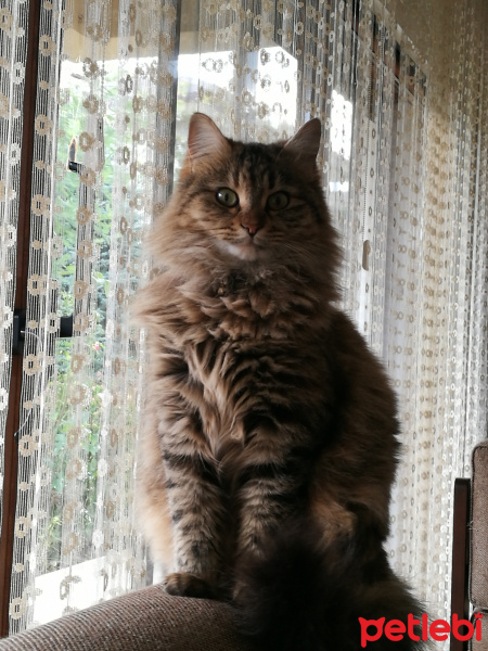 Maine Coon, Kedi  badem fotoğrafı