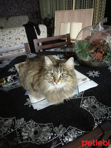 Maine Coon, Kedi  badem fotoğrafı