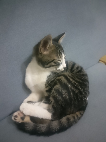 Tekir Kedi, Kedi  Tekila fotoğrafı