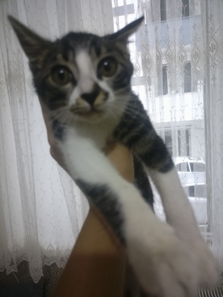 Tekir Kedi, Kedi  Tekila fotoğrafı