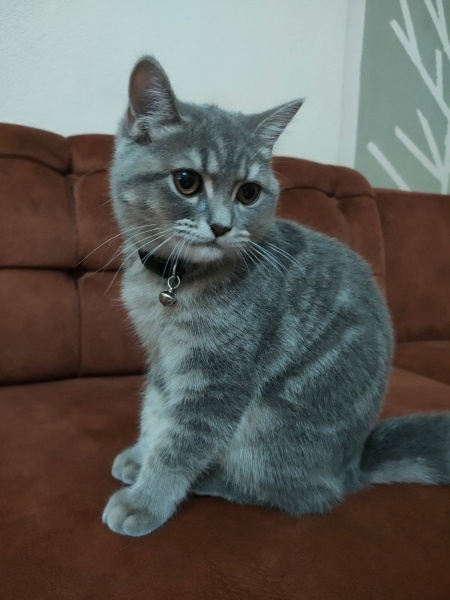 Scottish Fold, Kedi  Dobby fotoğrafı