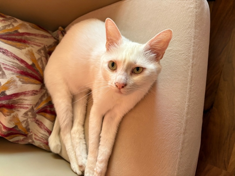Ankara Kedisi, Kedi  Yumoş fotoğrafı