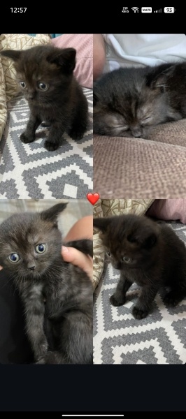 British Shorthair, Kedi  Kömür fotoğrafı