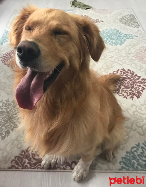 Golden Retriever, Köpek  Alex fotoğrafı