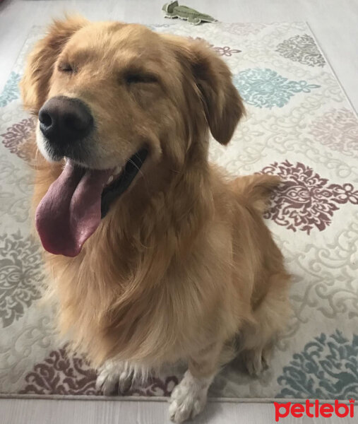 Golden Retriever, Köpek  Alex fotoğrafı