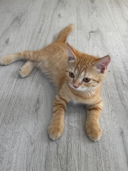 British Shorthair, Kedi  Limon fotoğrafı