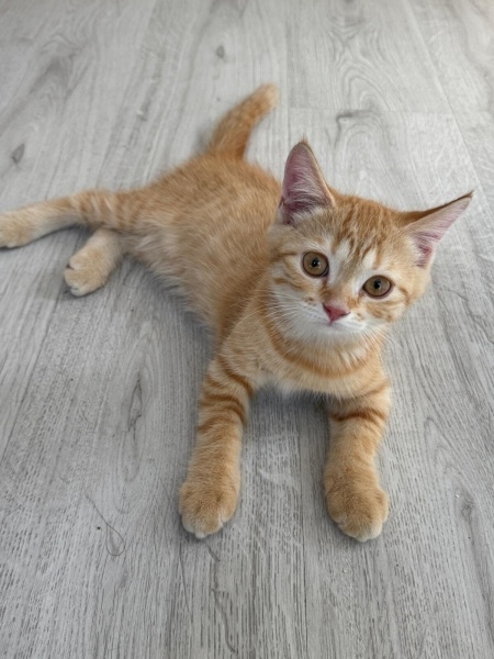 British Shorthair, Kedi  Limon fotoğrafı