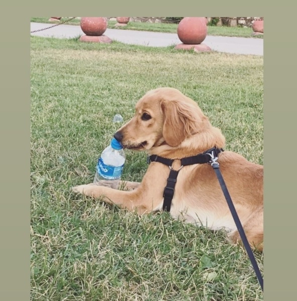 Amerikan Cocker Spaniel, Köpek  Tarcın fotoğrafı