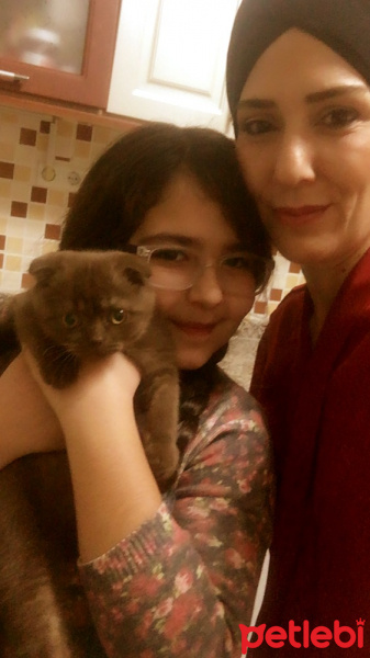 Scottish Fold, Kedi  Venüs fotoğrafı