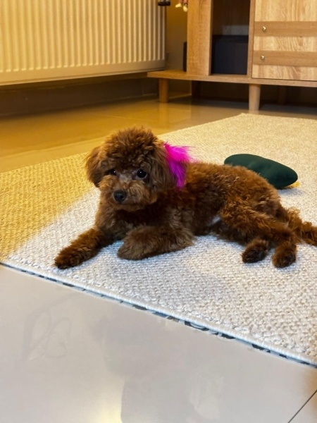 Poodle (Minyatür Kaniş), Köpek  bıdık fotoğrafı