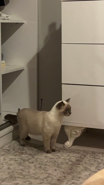 British Shorthair, Kedi  mia fotoğrafı