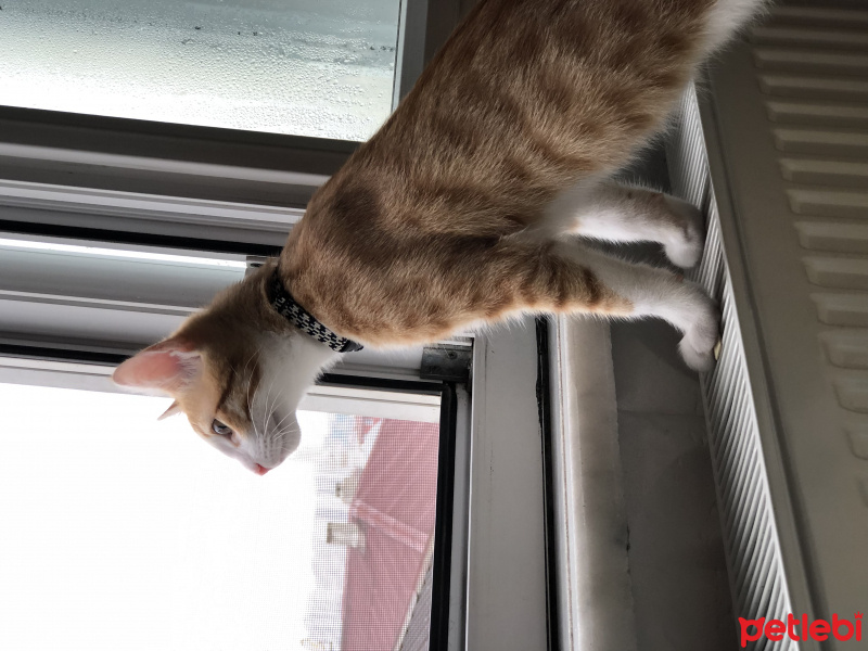 Tekir Kedi, Kedi  Badem fotoğrafı
