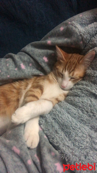 Tekir Kedi, Kedi  Badem fotoğrafı