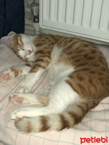 Tekir Kedi, Kedi  Badem fotoğrafı