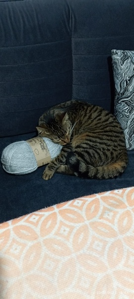 Tekir Kedi, Kedi  Üzüm fotoğrafı