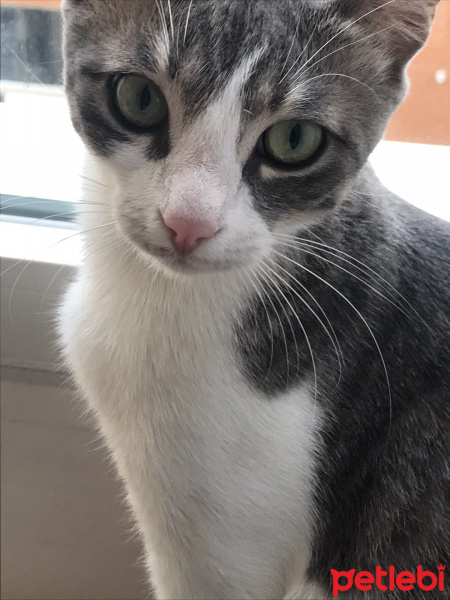 Tekir Kedi, Kedi  Mina fotoğrafı