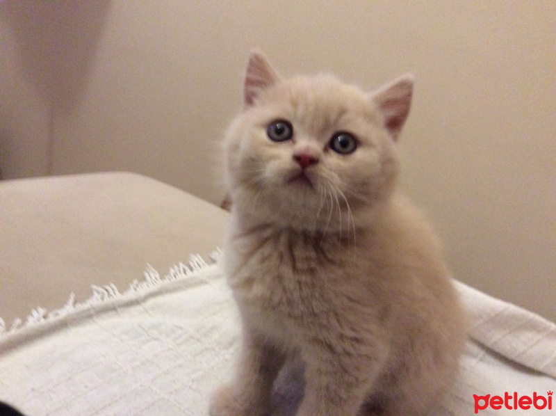 British Shorthair, Kedi  Luis fotoğrafı
