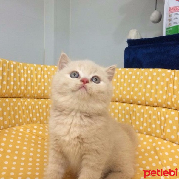 British Shorthair, Kedi  Luis fotoğrafı