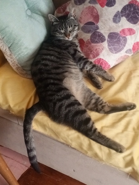 Tekir Kedi, Kedi  Paşa fotoğrafı