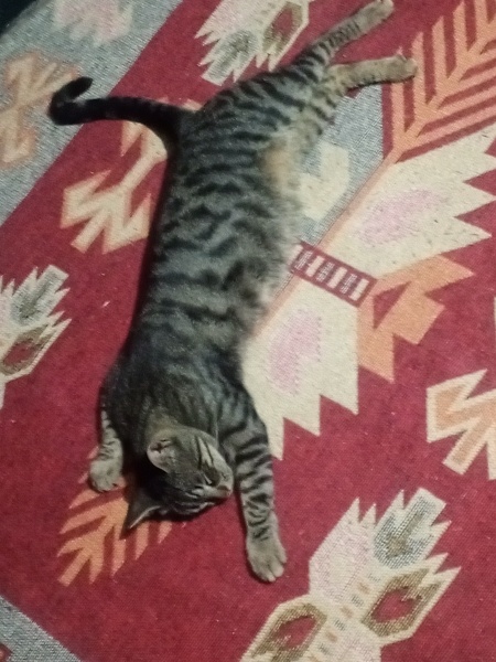 Tekir Kedi, Kedi  Paşa fotoğrafı