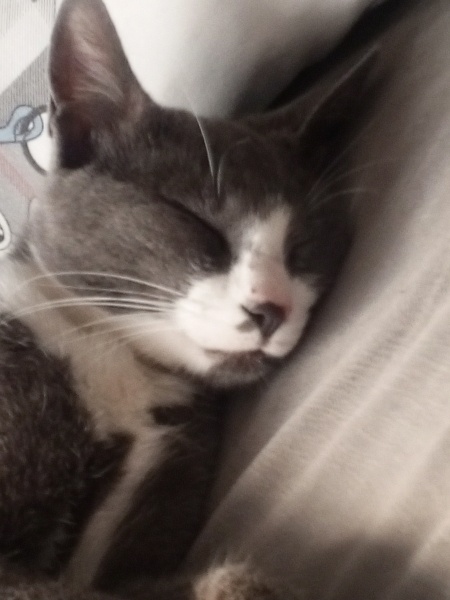Tekir Kedi, Kedi  Duman fotoğrafı