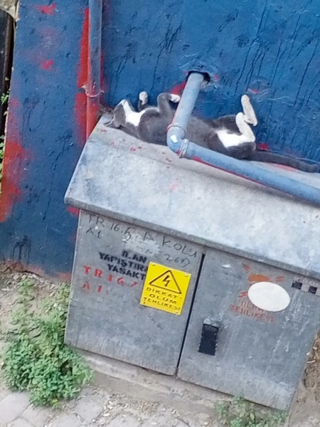 Tekir Kedi, Kedi  Duman fotoğrafı
