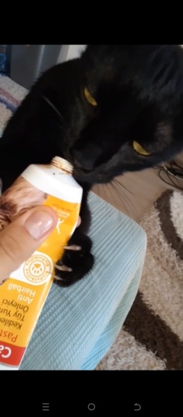 Tekir Kedi, Kedi  Petek fotoğrafı