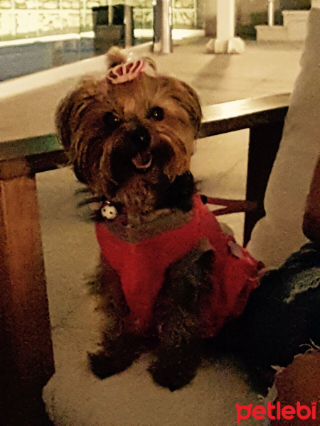 Yorkshire Terrier, Köpek  Mira fotoğrafı