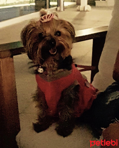Yorkshire Terrier, Köpek  Mira fotoğrafı