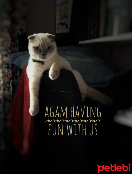 British Shorthair, Kedi  zeus fotoğrafı
