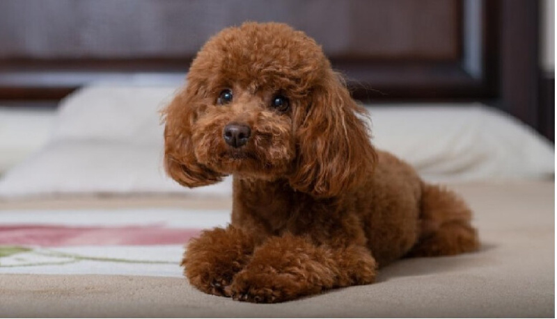 Poodle (Minyatür Kaniş), Köpek  sakura fotoğrafı
