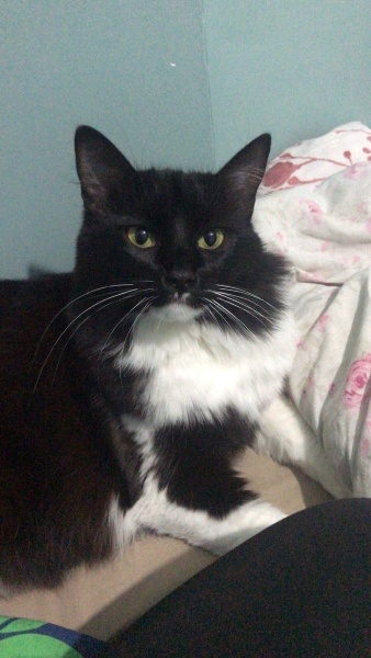 Tuxedo (Smokin) Kedi, Kedi  Feride fotoğrafı