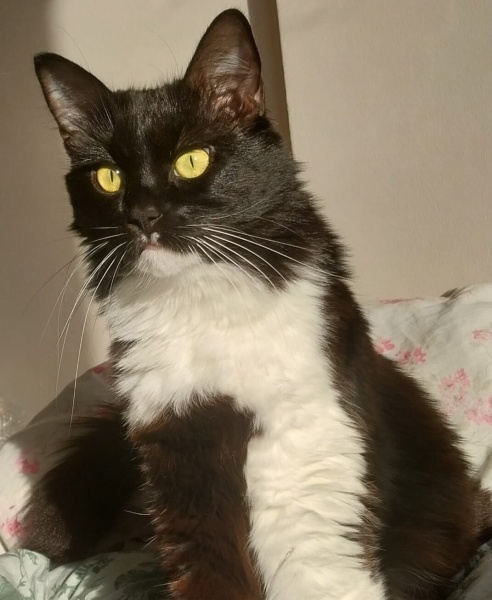 Tuxedo (Smokin) Kedi, Kedi  Feride fotoğrafı