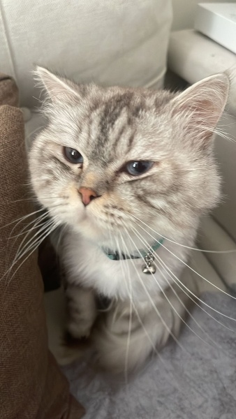 British Longhair, Kedi  Tosi fotoğrafı
